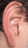 Ear